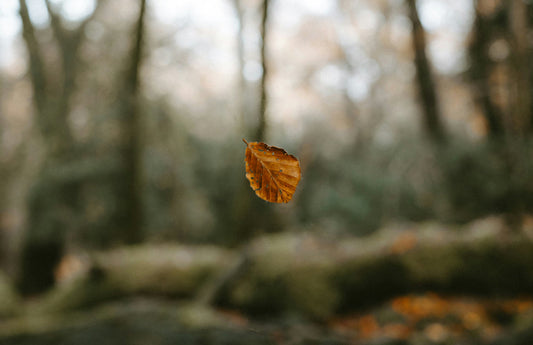秋・冬物ウール靴下が入荷しました